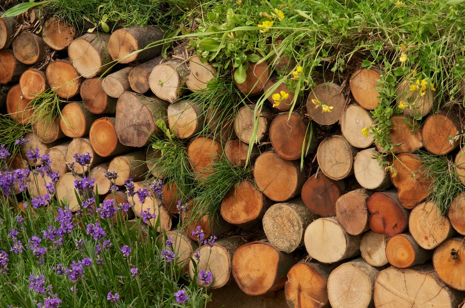 Biodiversité dans le jardin et l'habitat du bois mort