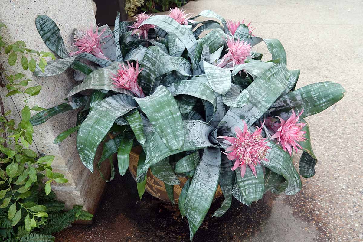 Une image horizontale rapprochée d'une touffe de plantes d'urne poussant dans un grand conteneur en terre cuite à l'extérieur.