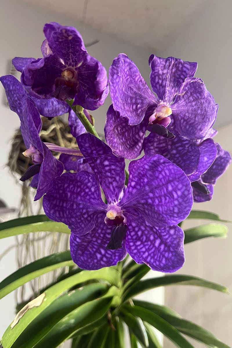 Une image verticale rapprochée de fleurs de Vanda violettes poussant dans un pot à l'intérieur.