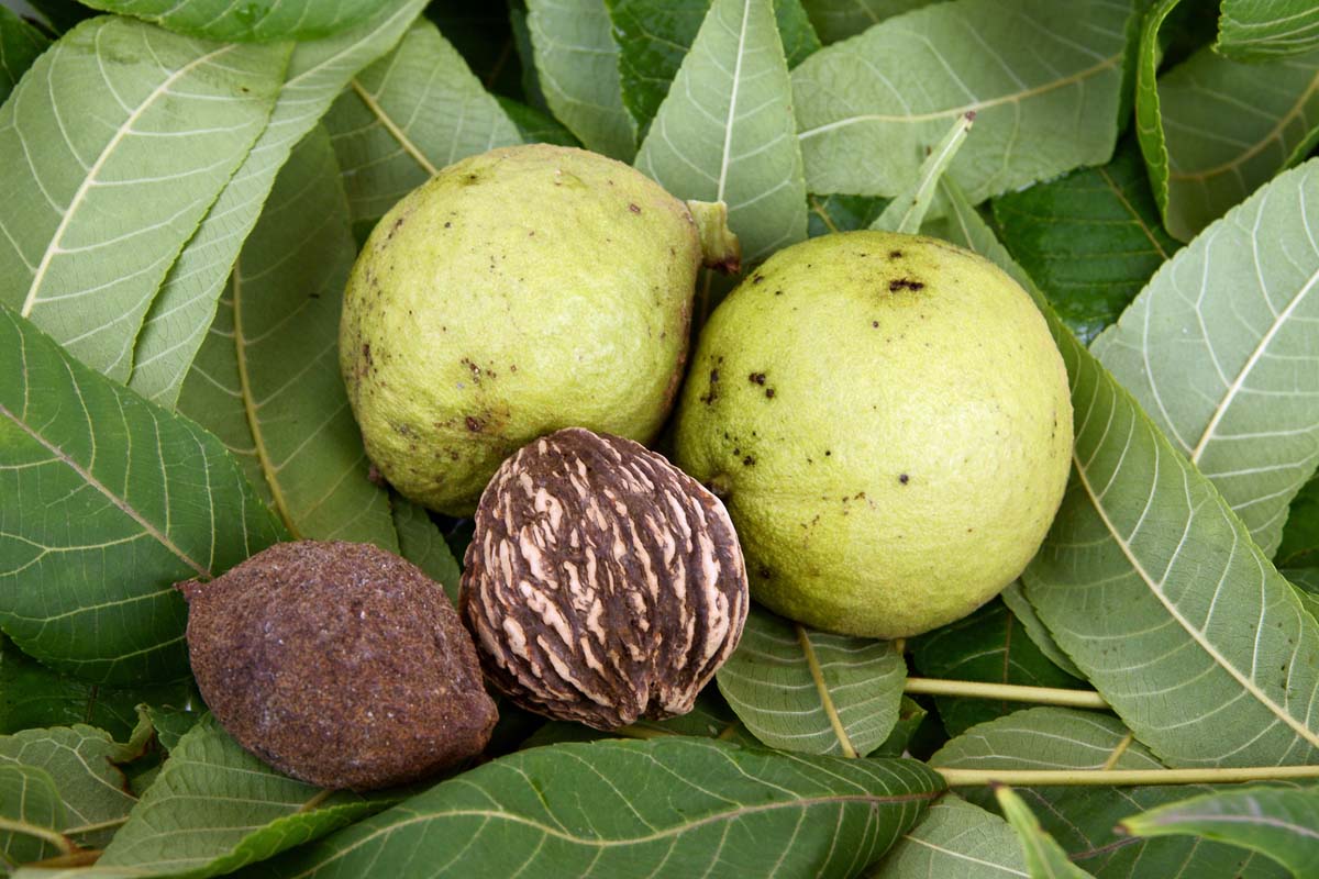 Gros plan des noix de noix noires, à la fois dans des balles vertes et certaines avec les balles retirées. Ils sont assis sur un lit de feuilles de noix.