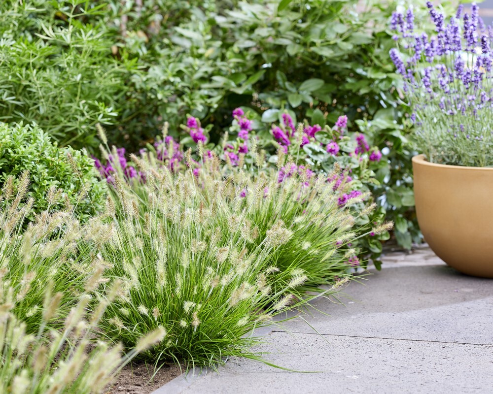 Graminées ornementales petits jardins Pennisetum alopecuides 'minuscule kinkler' 