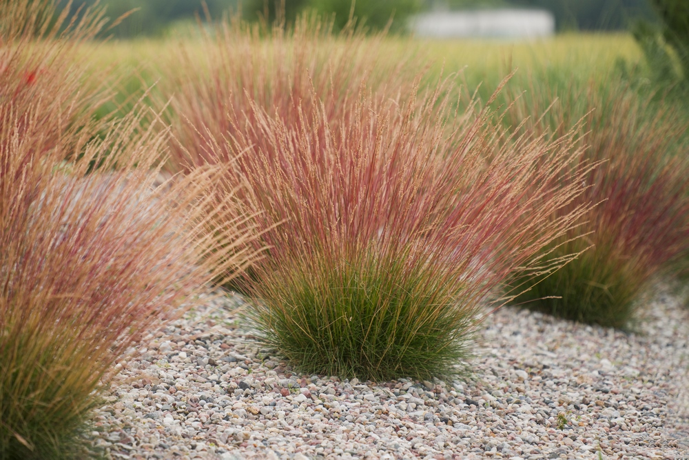 Festuca glauca
