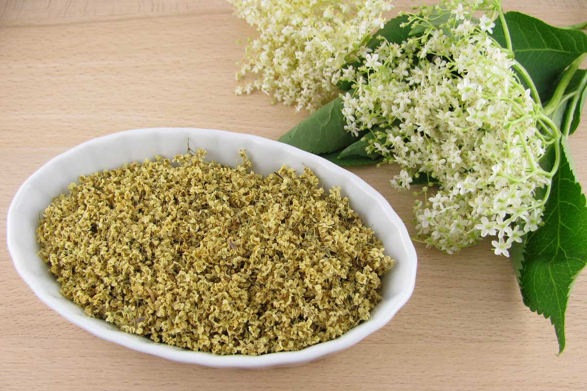 Elderflowers frais et séchés. Vue en haut.