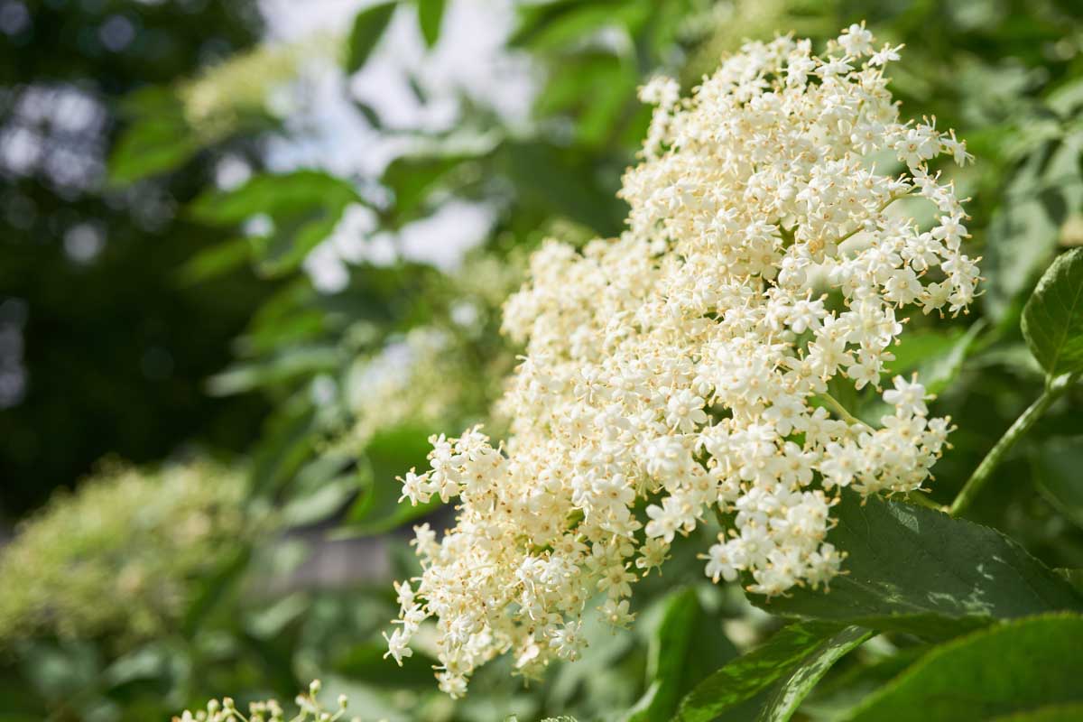 Les fleurs de sureau blanches en fleurs sur un arbuste de sureau.