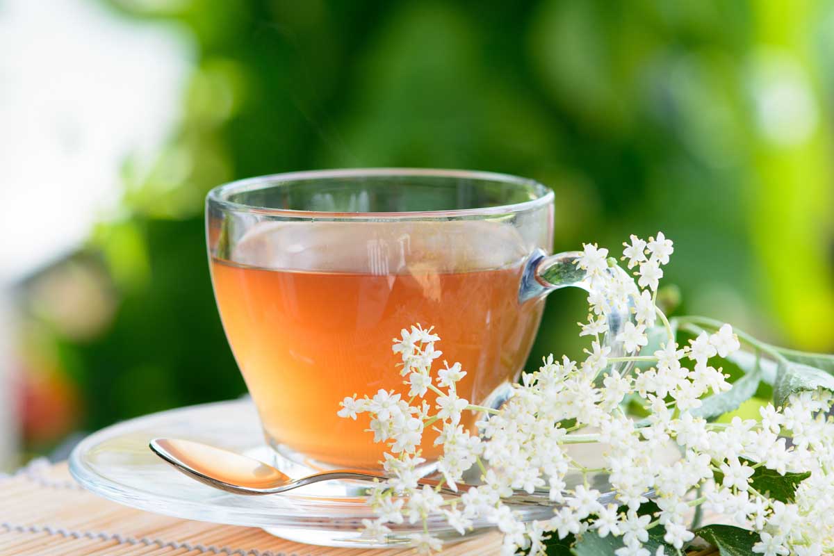 Le thé de fleur de sureau s'est brassé dans une tasse de classe claire avec des fleurs fraîches à droite.