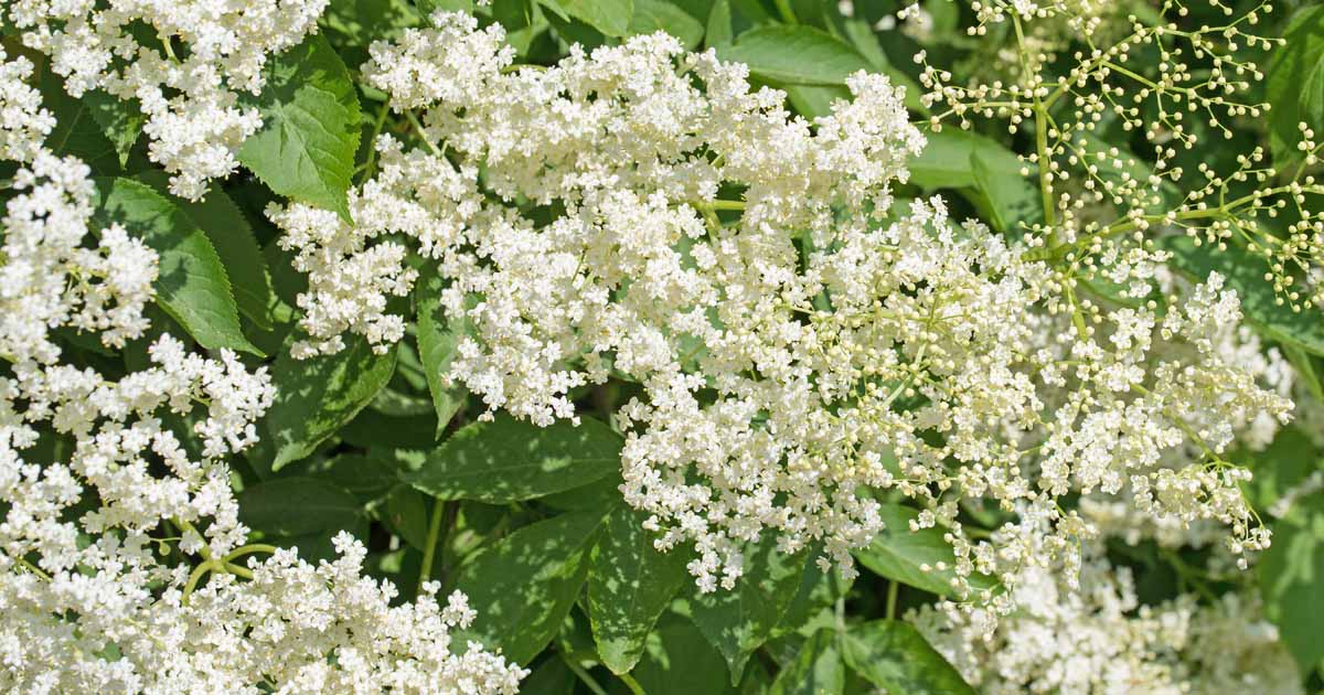 11 façons d'utiliser les elderflowers pour la nourriture et la médecine