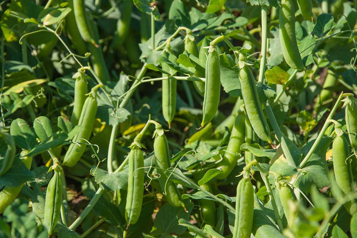 Une image horizontale rapprochée de mûr, prête à récolter des gousses de pois poussées dans un jardin ensoleillé.