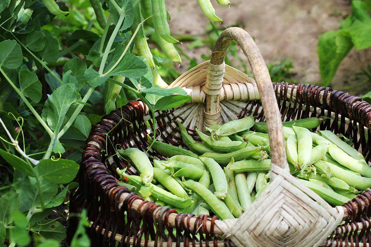 Une image horizontale rapprochée de pois de jardin fraîchement récoltés dans un panier en osier fixé sur le sol à l'extérieur.