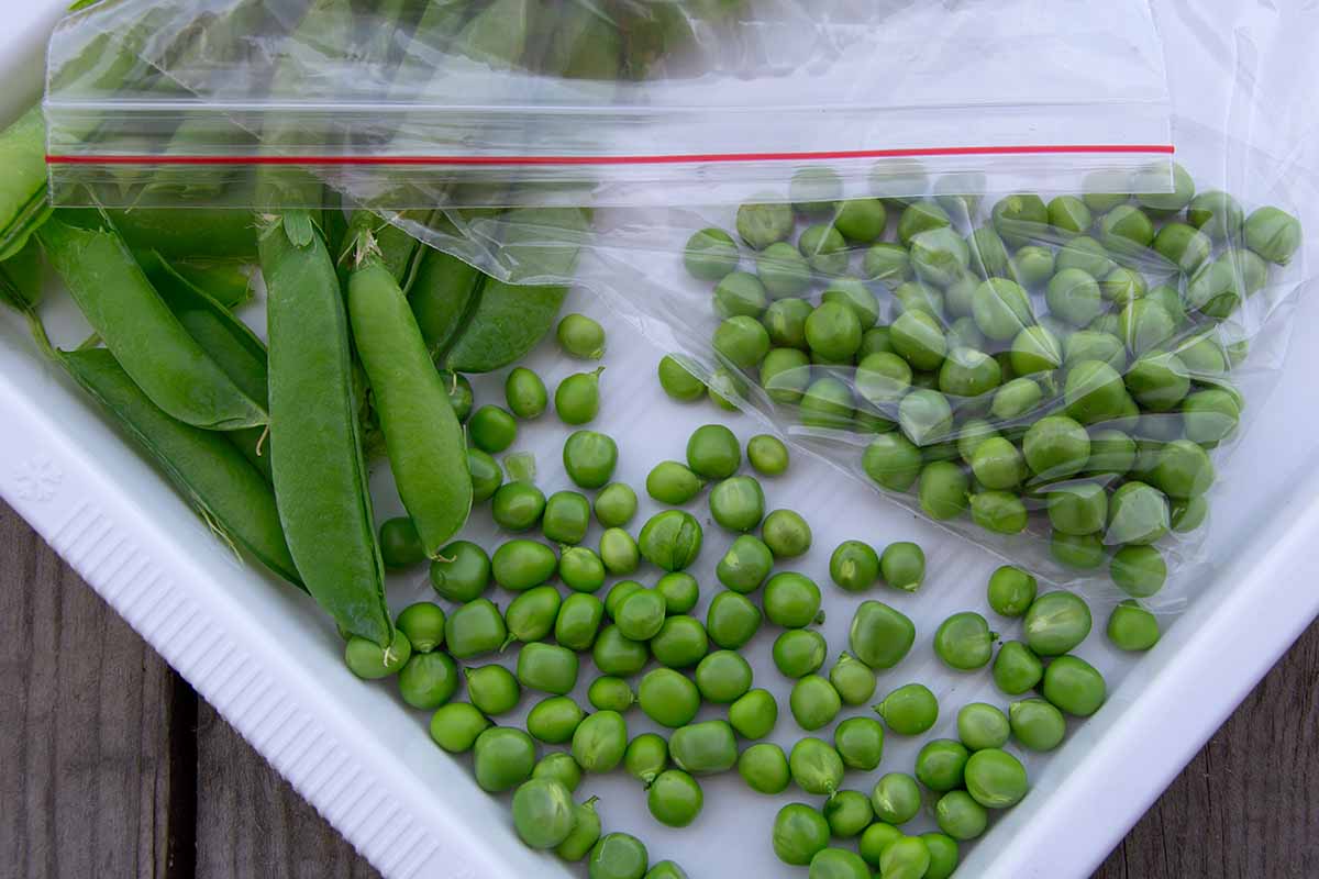 Une image horizontale rapprochée des pois entiers et décortiqués dans des sacs ziptop dans le réfrigérateur.