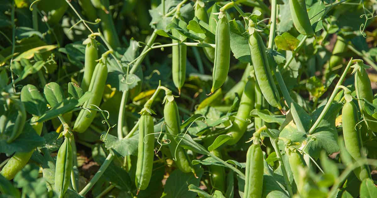 Quand et comment récolter les pois de jardin