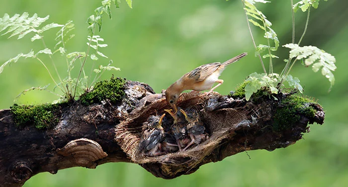 Oiseau nourrissant leur jeune Oiseau nourrissant leur jeune