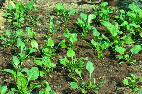 Quelles sont vos plantes préférées pour cultiver dans le jardin?