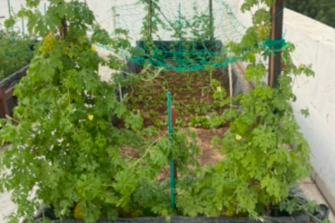 Quelles sont les plantes avec lesquelles vous n'avez pas eu autant de succès?