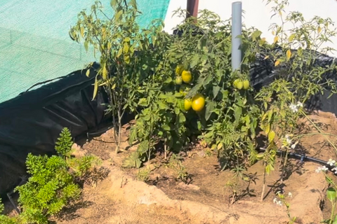 Qu'aimeriez-vous dire aux nouveaux jardiniers?