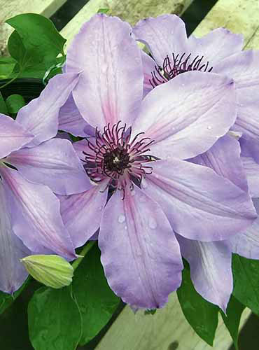 Une image verticale rapprochée des fleurs de Clematis «Blue Ravine» poussant dans le jardin.