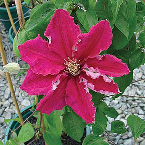Un gros plan d'une fleur rouge délicate, sur une plante de Clematis vigoureuse «Ernest Markham», poussant dans un récipient avec du gravier en arrière-plan.