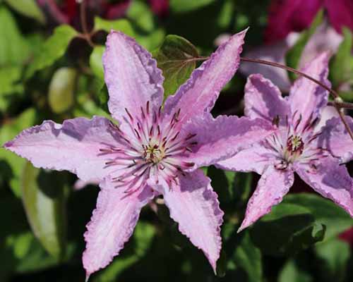 Un gros plan des fleurs roses de Clematis «Hagley Hybrid» poussant dans le jardin illustré sur un fond de mise au point doux.