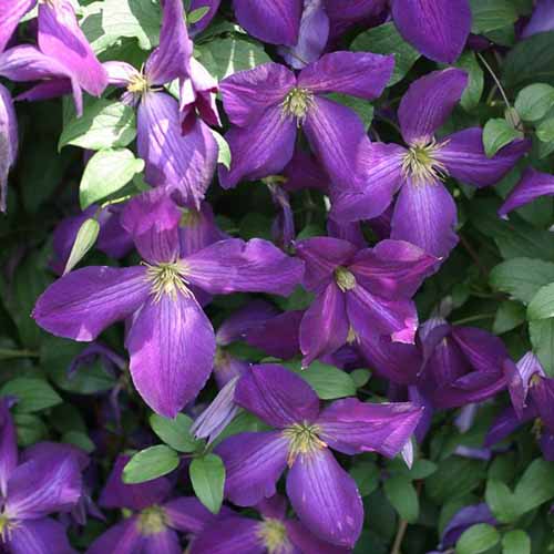 Une image carrée rapprochée de fleurs de clematis Jackmanii violet poussant dans le jardin.