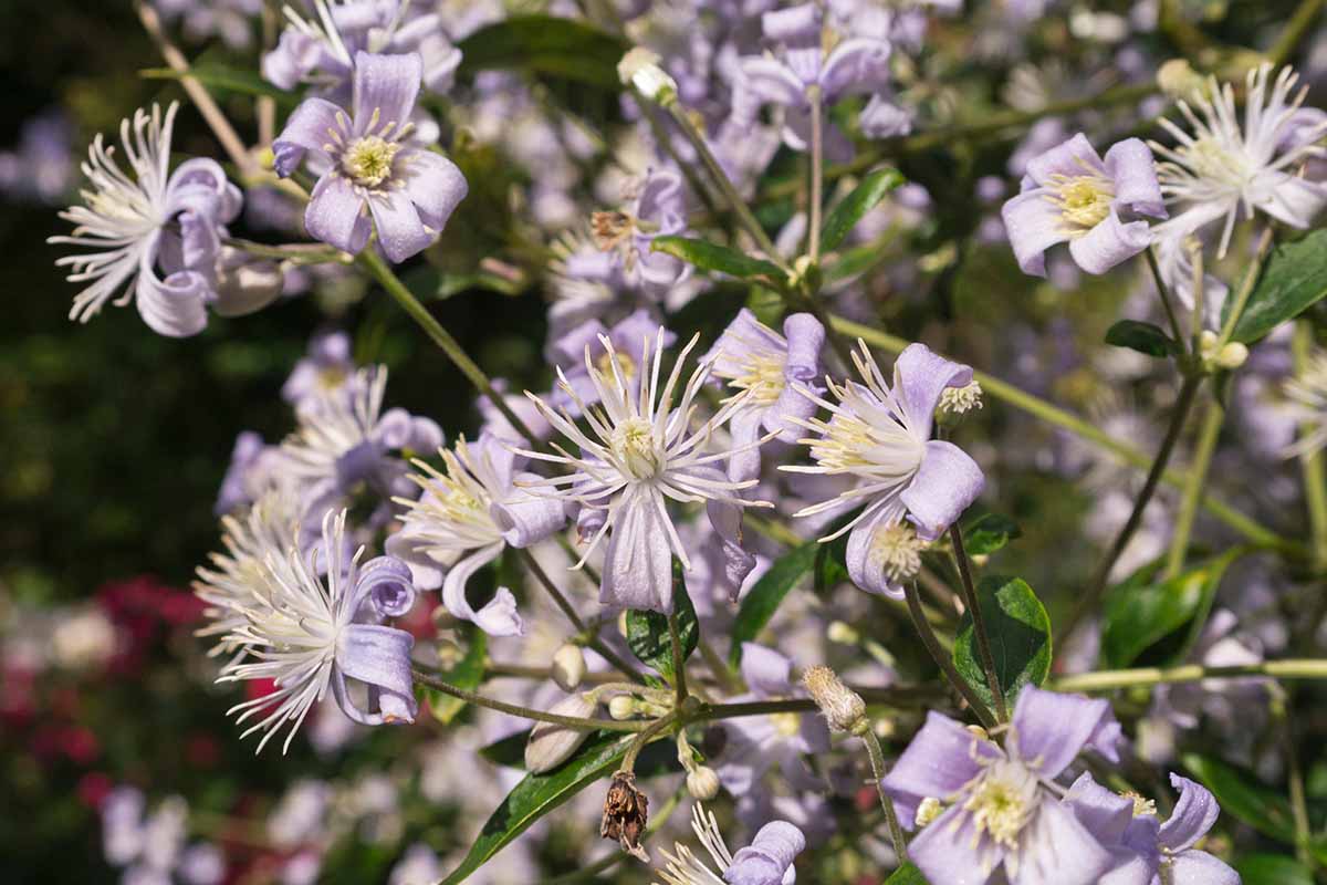 Un gros plan des fleurs violettes délicates et légères avec des pétales recourbés de la variété de Clematis «Mme Robert Bryndon», avec le feuillage en foyer doux en arrière-plan.