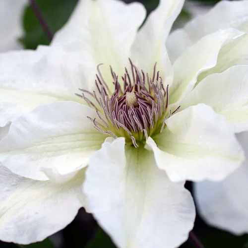 Un gros plan d'une seule fleur de Clematis de Kitty Boulevard White Boulevard.