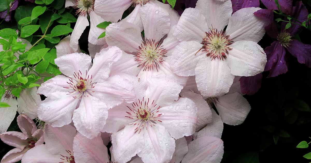 25 des meilleures variétés de Clematis à floraison estivale