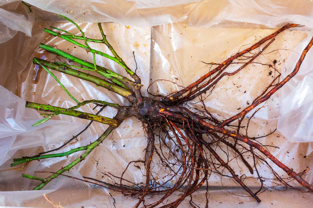 Une image horizontale rapprochée d'un arbuste rose root nu avec le sol rincé par une boîte avec du plastique.