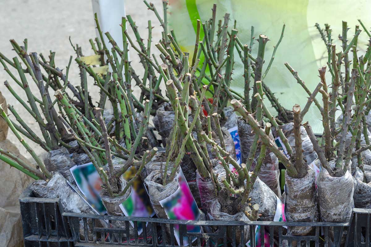 Une image horizontale rapprochée de roses de racine nues prêtes pour la plantation ensemble dans des caisses en plastique.