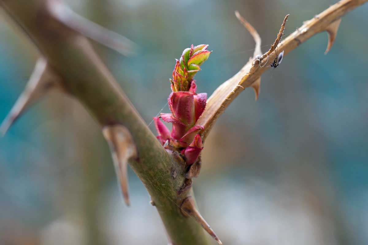 Une image horizontale rapprochée de la nouvelle croissance apparaissant sur un arbuste dans le jardin illustré sur un fond de mise au point doux.