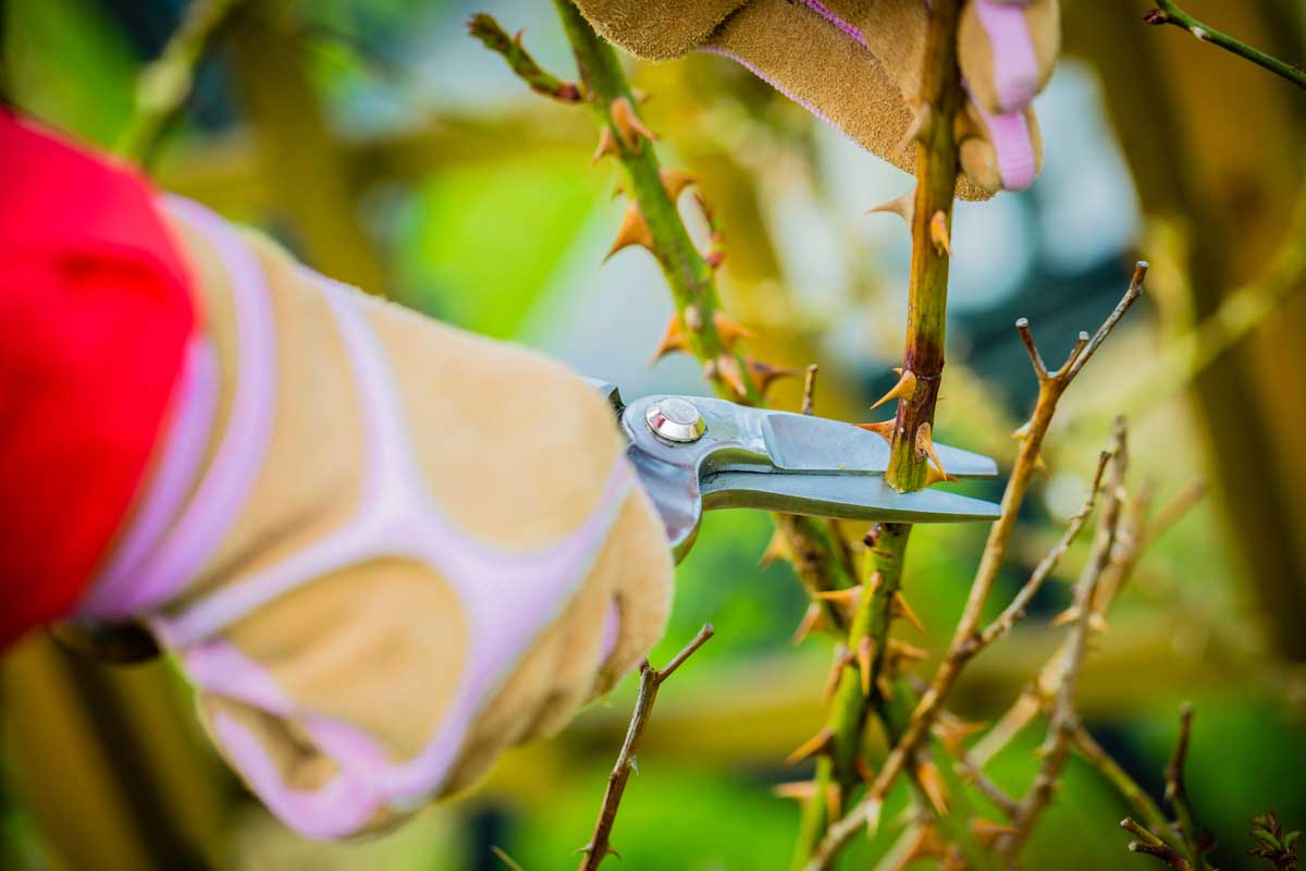 Une image horizontale rapprochée d'une main gantée de la gauche du cadre tenant une paire de prunes coupant un arbuste rose.