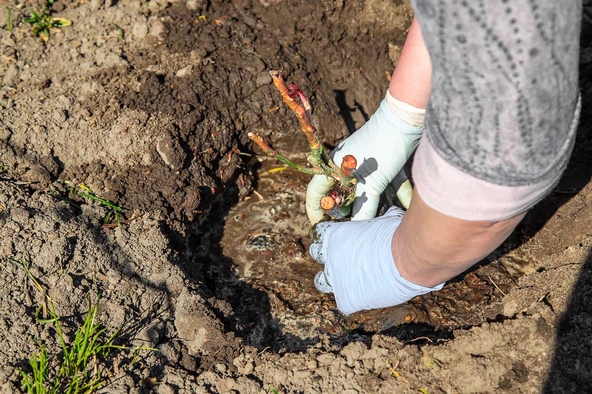 Une image horizontale rapprochée d'un jardinier à droite du cadre pour plantant un arbuste de racine nu dans le jardin illustré sous un soleil brillant.
