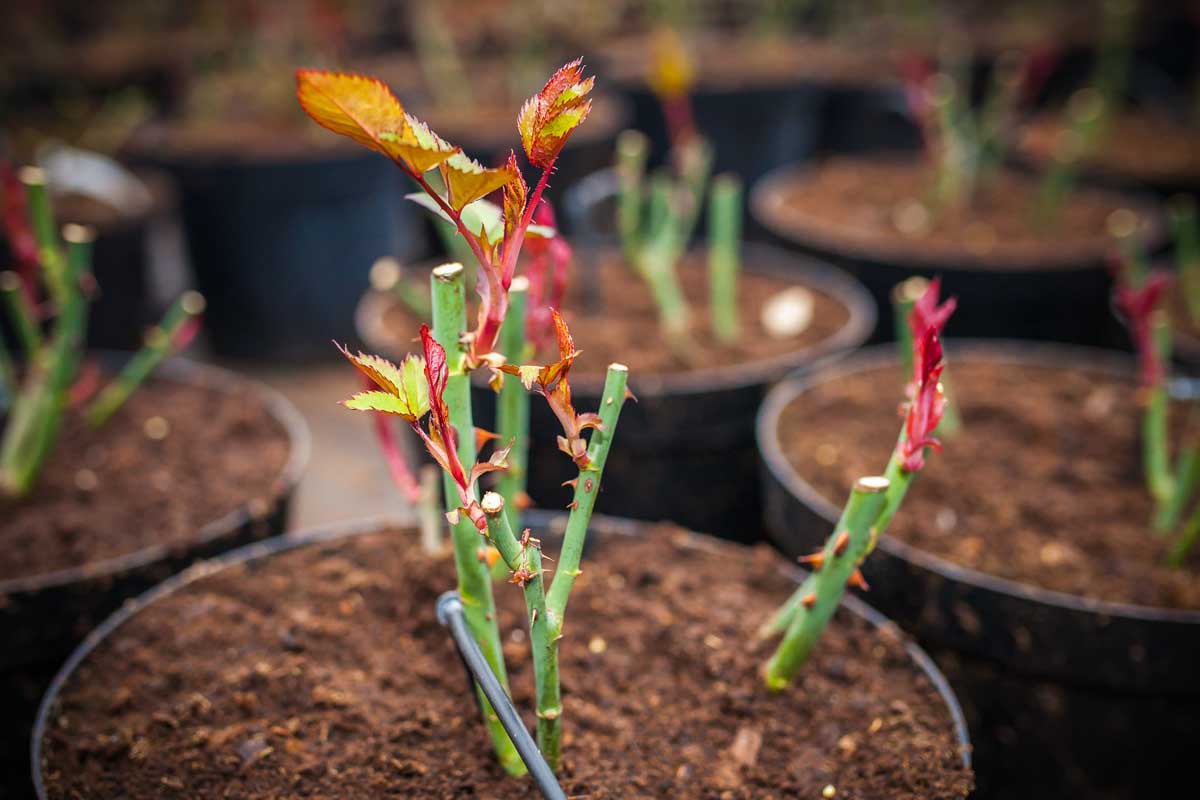 Une image horizontale grossière de récipients noirs avec de petits arbustes roses fraîchement plantés.