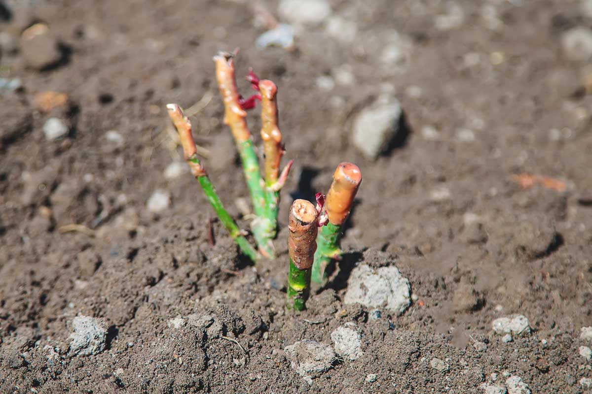 Une image horizontale rapprochée d'un arbuste rose fraîchement planté dans le jardin.