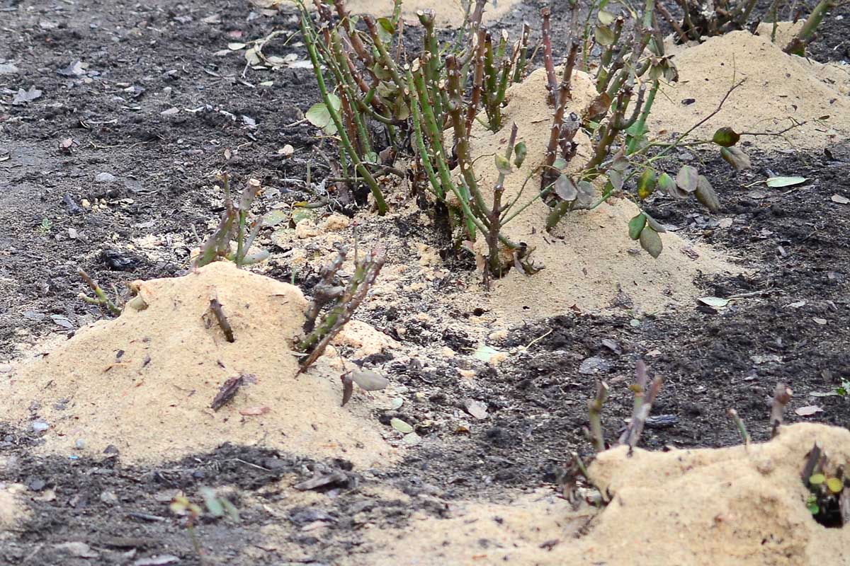 Une image horizontale rapprochée de roses de racine nues entourées de paillis de sciure après planter.