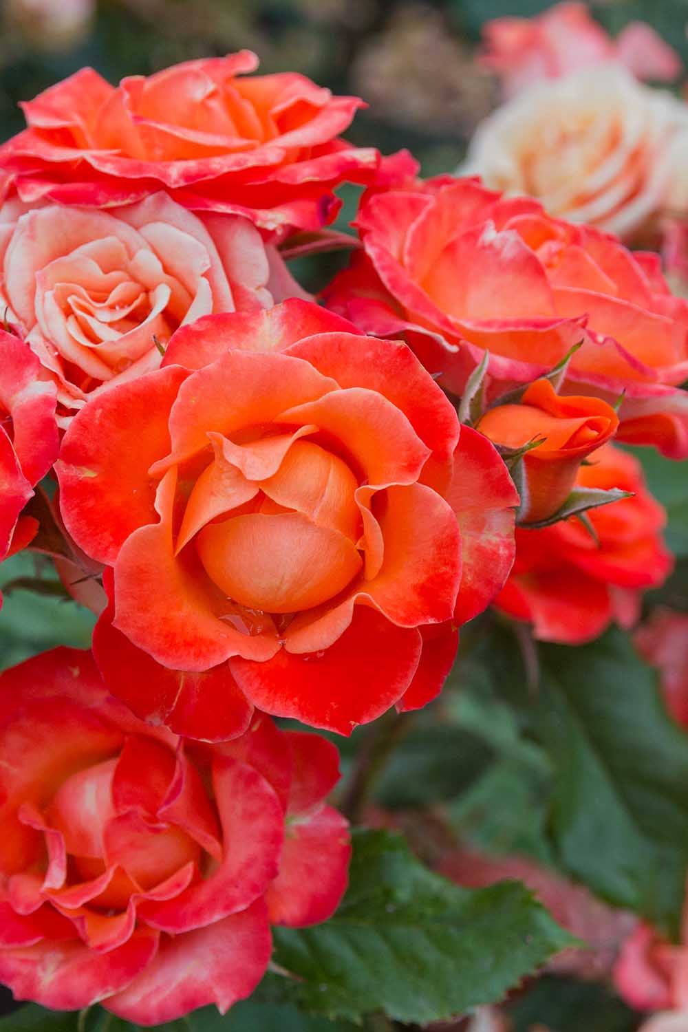 Gros plan des fleurs de rose rouge orange poussant sur un buisson.