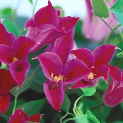 Une image carrée de la «princesse Diana» rouge poussant dans le jardin illustré sur un fond de mise au point doux.