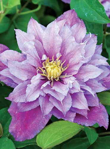 Une image verticale rapprochée d'une seule fleur de Clematis «Piilu» poussant dans le jardin.