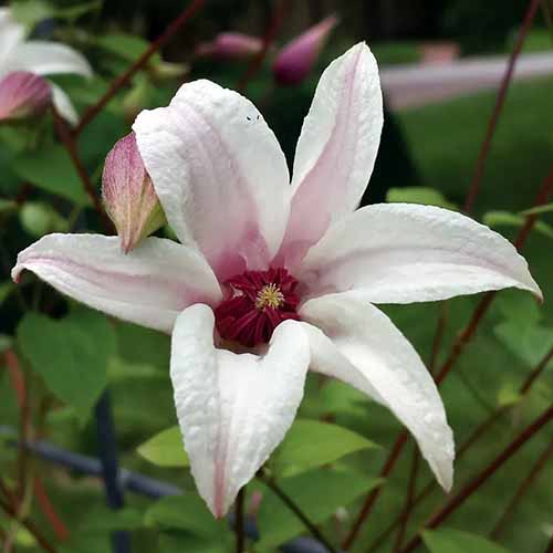 Une image carrée rapprochée d'une seule fleur de Clematis «Princess Kate» blanche et rose illustrée sur un fond de mise au point doux.