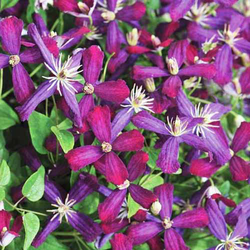 Une image carrée rapprochée de fleurs de Clematis «Sweet Summer Love» poussant dans le jardin.