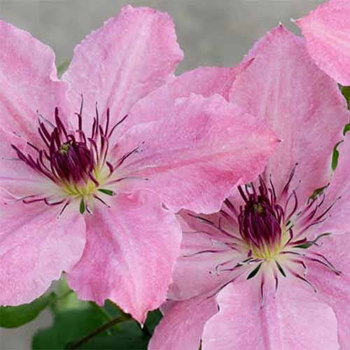 Une image carrée rapprochée des fleurs roses Sarah Elizabeth Clematis poussant dans le jardin.