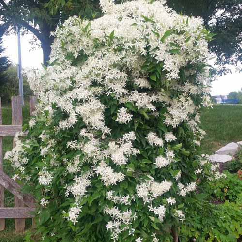 Une image carrée rapprochée d'une vigne de Clematis «douce automne» qui pousse dans le jardin en pleine floraison.