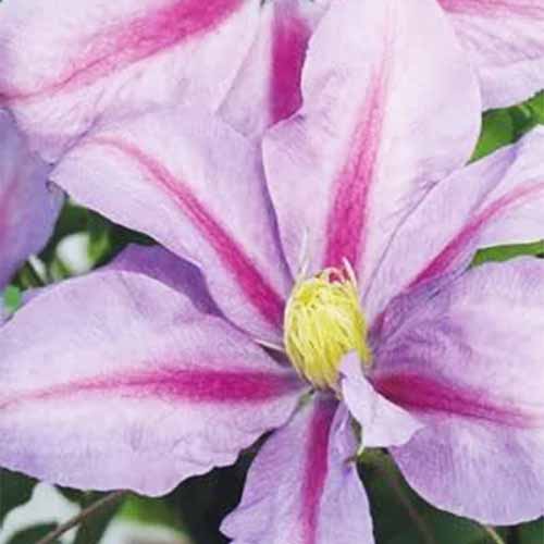 Un gros plan de fleurs de Clematis volontaires poussant dans le jardin.