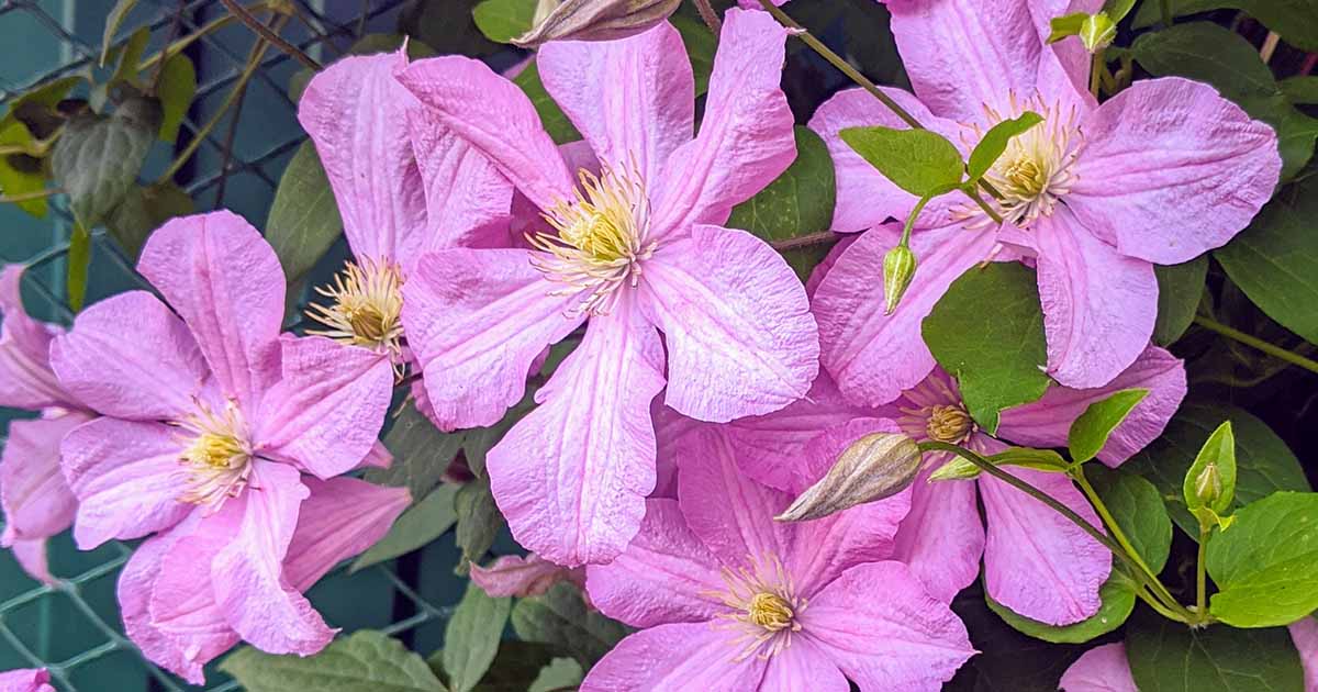 21 des meilleures variétés de Clematis à la chute de l'automne