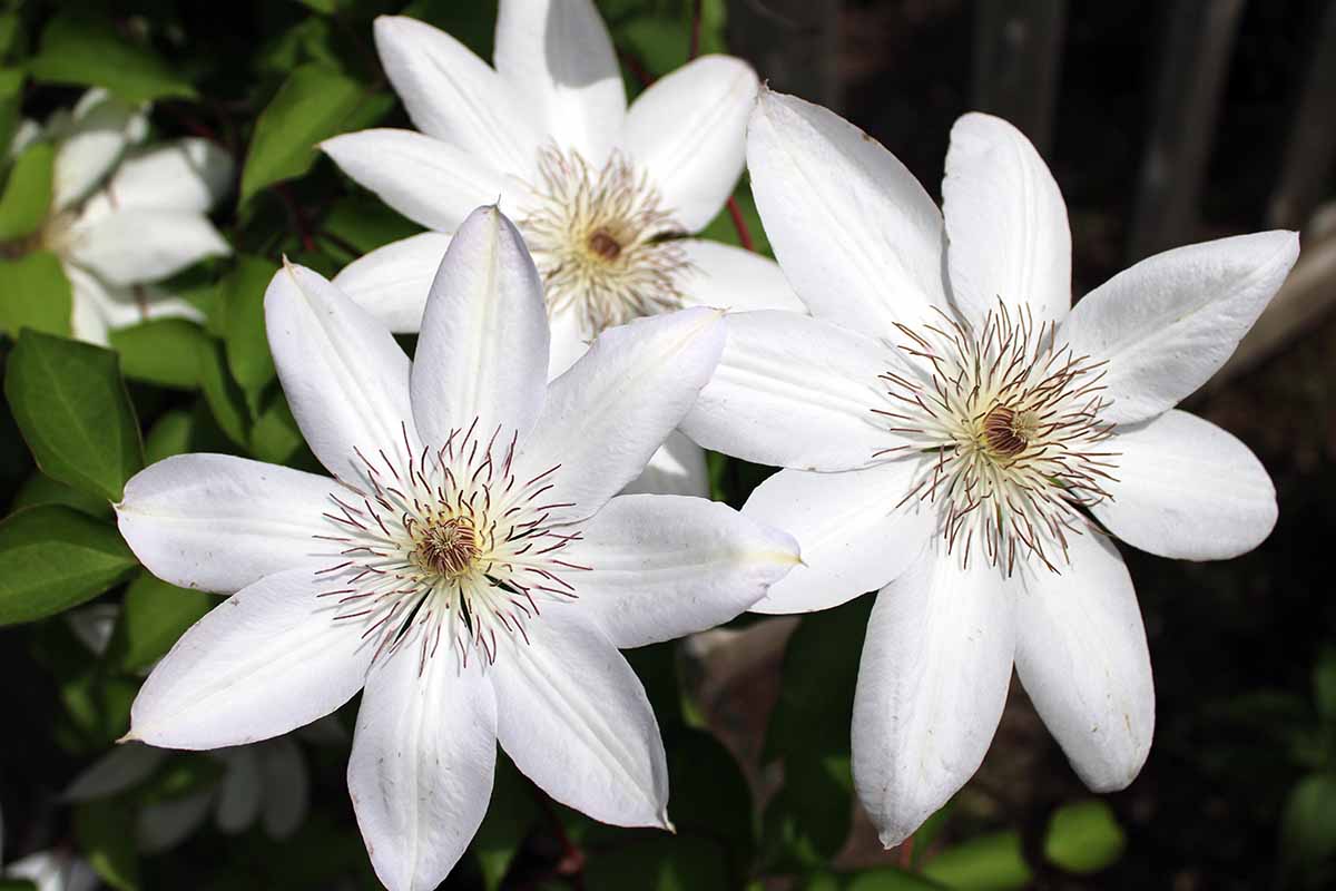 Une image horizontale rapprochée de fleurs de Clematis blanches poussant dans le jardin illustré sur un fond de mise au point doux.