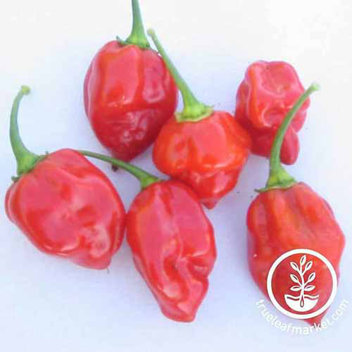 Une photo de produit carré des poivrons rouges caribéens sur fond blanc.