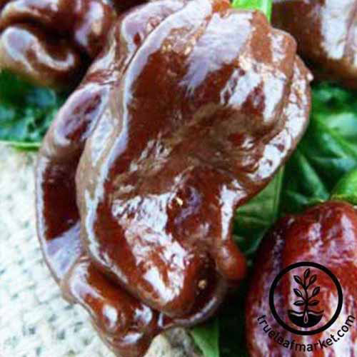 Une photo de produit carré de poivrons au chocolat Habanero sur un nacère tissé.