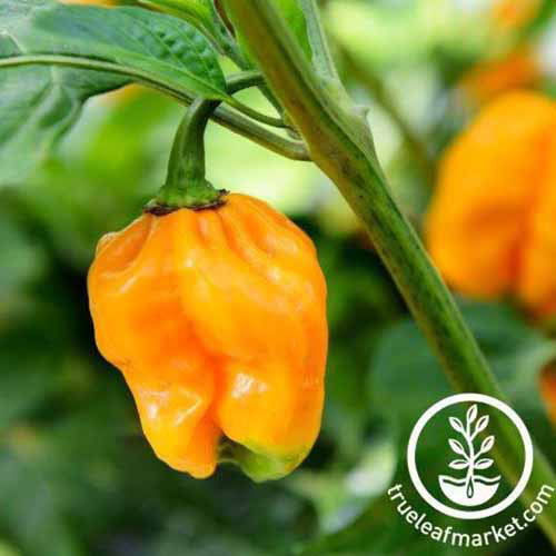 Une photo de produit carré de pipers habanero jaune «jamaïcaine» poussant sur une plante dans le jardin.