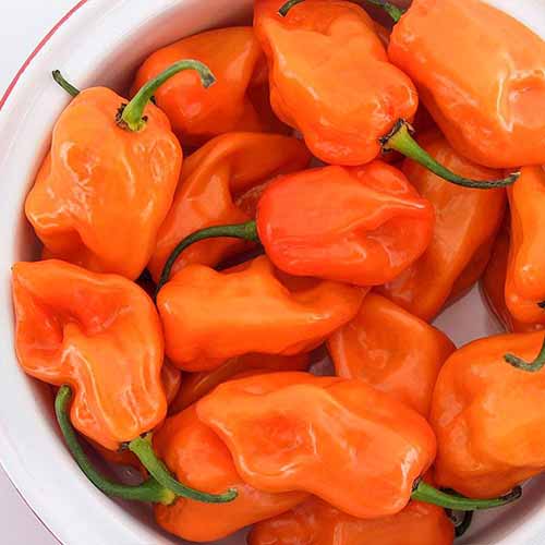 Une photo de produit carré d'un bol de poivrons Habanero 'Magnum'.