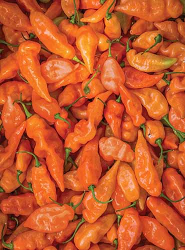 Une photo de produit vertical de poivrons doux Habanero.