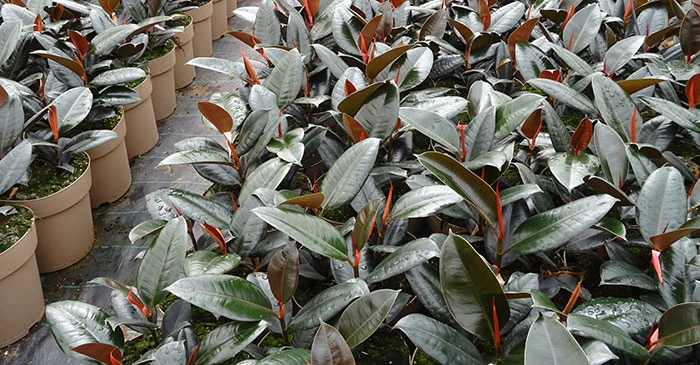 Culture Ficus robuste dans les pépinières