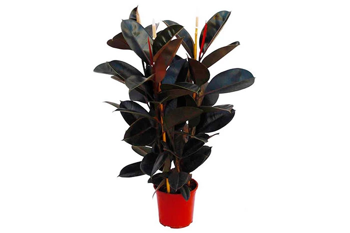 Plante Ficus robuste